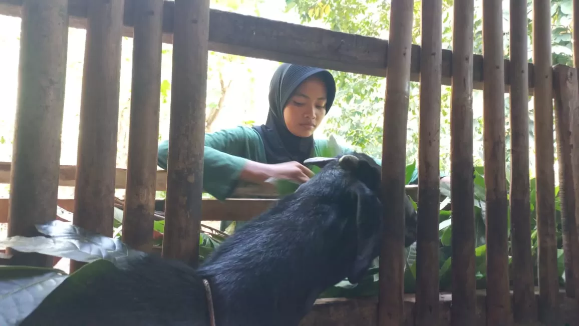 Salah satu lulusan terbaik SMA N 10 Purworejo, Nesha Kharisma Putri saat pulang merumput dan memberi pakan kambing milik ayahnya.   (Hendri Utomo)