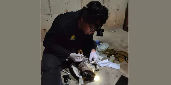 Elang ditembak pemburu liar. (Istimewa)