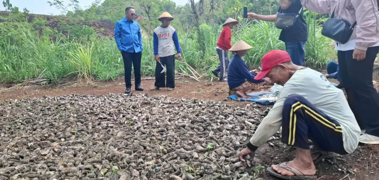 Petani di Petir Rongkop menjemur gaplek yang membusuk.   (Dedy EW)