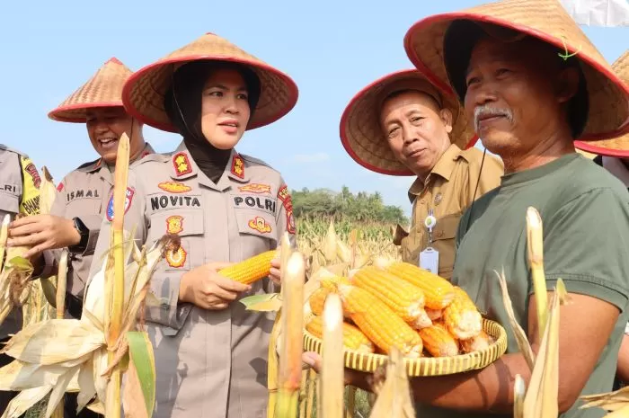 Panen jagung di persawahan Bogem Caturharjo Pandak Bantul. (Judiman)