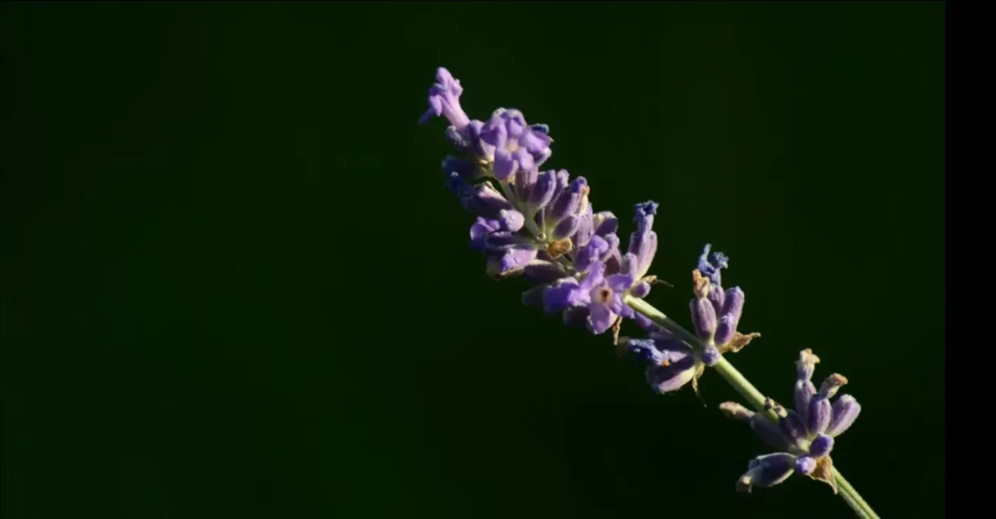 Lavender. ( (dok. Unsplash.com/Aga Silva))
