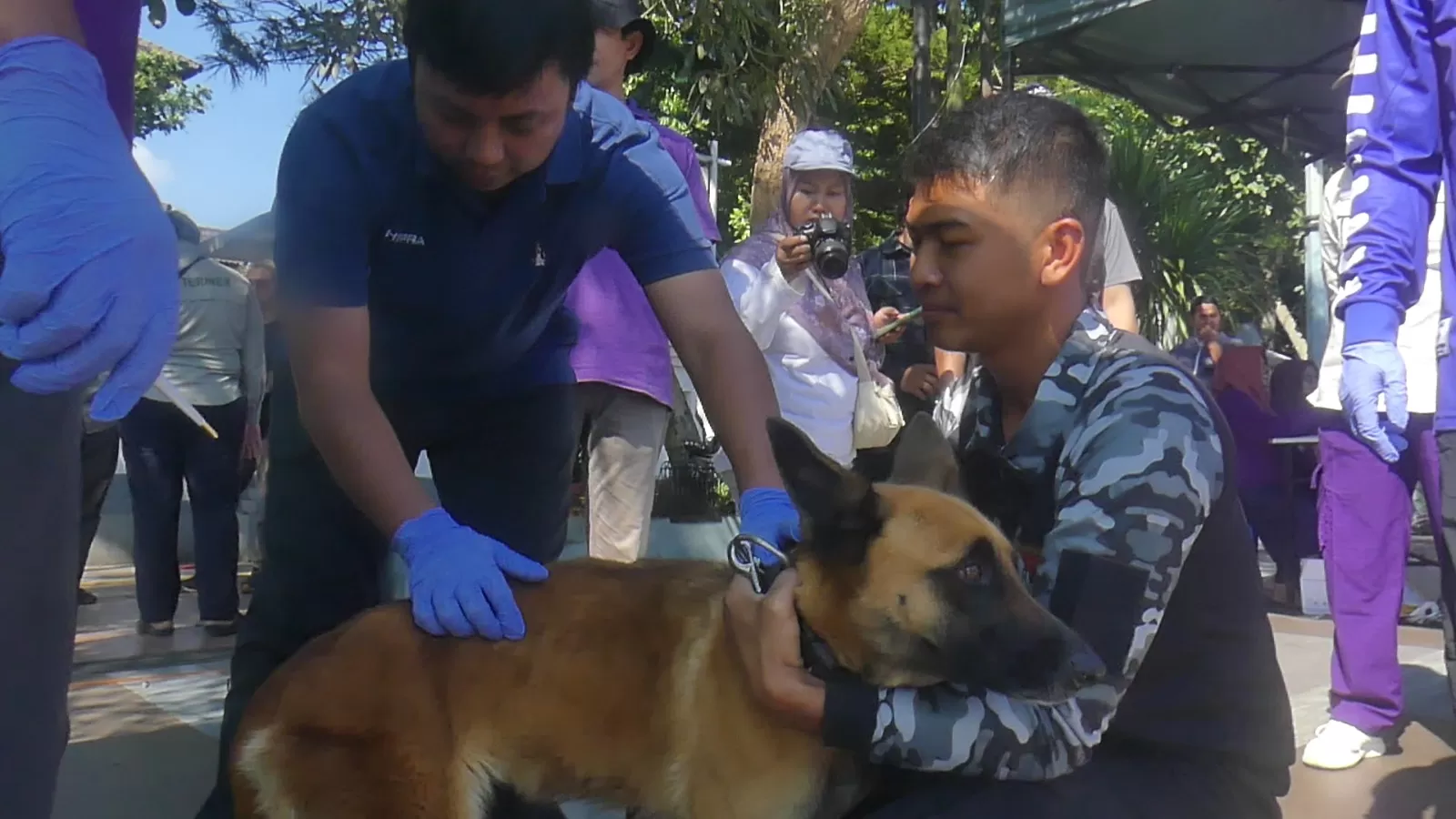  Pelaksanaan vaksinasi rabies gratis  (Ist)