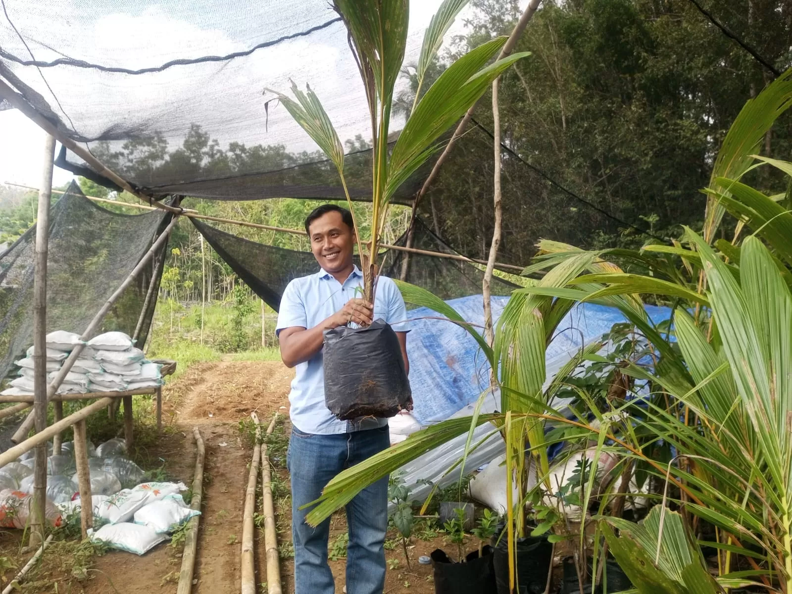 Iwan menunjukkan bibit kelapa kopyor siap tanam. (Sukro)