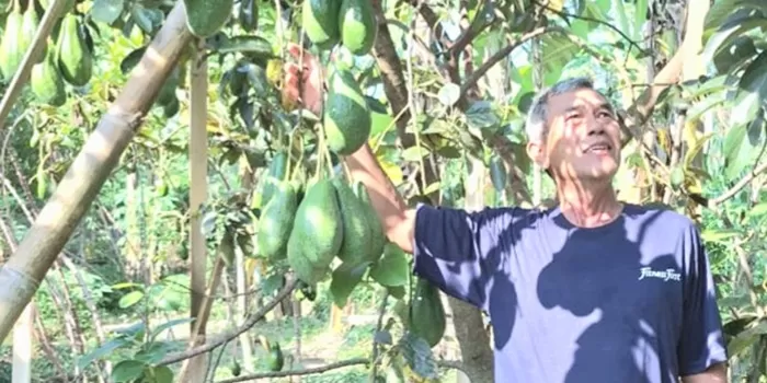 Djoko Susilo di antara tanaman alpukat yang berbuah lebat. 