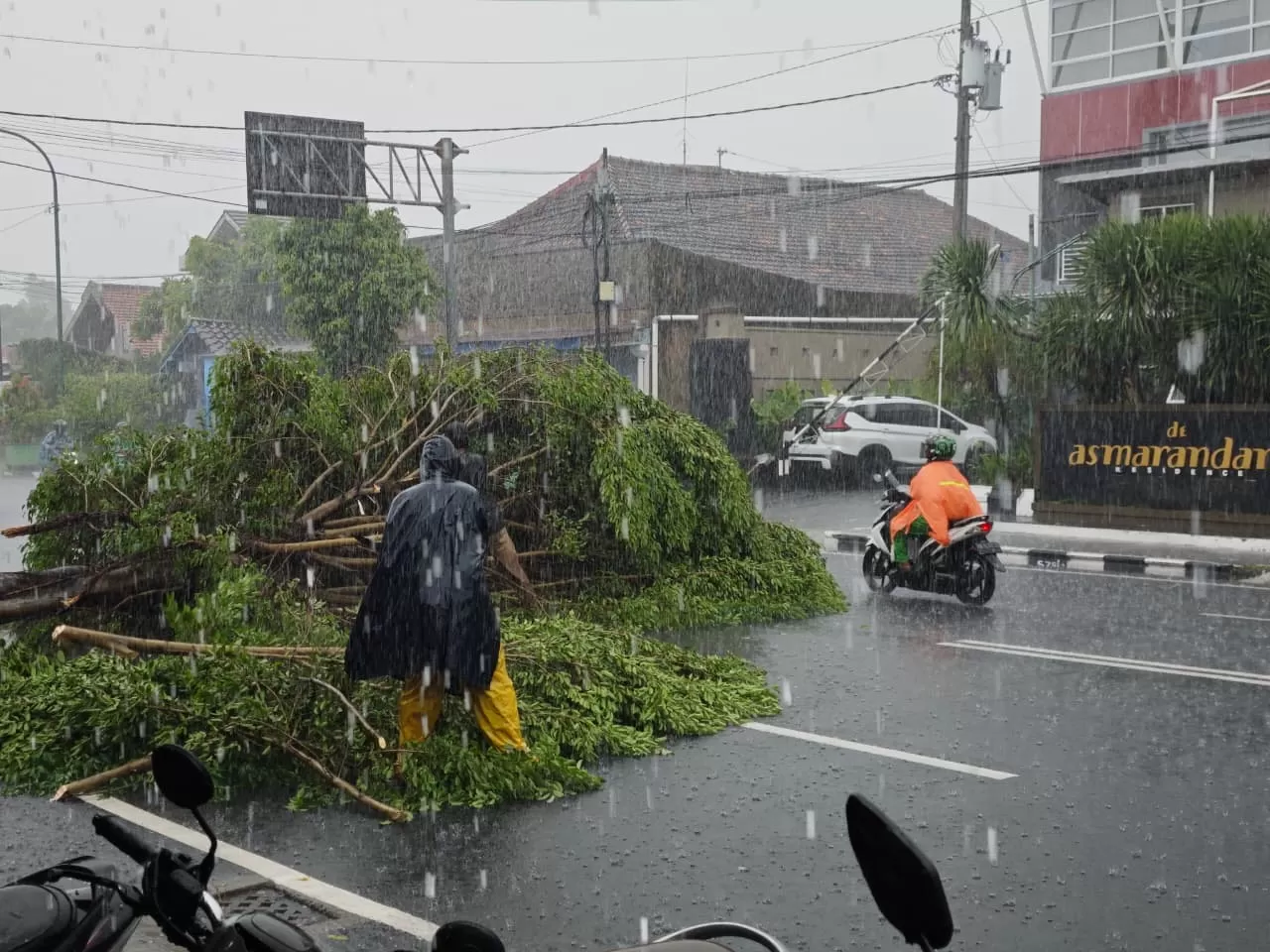 Pohon tumbang di Sugeng Jeroni Kota Yogyakarta (Ist)