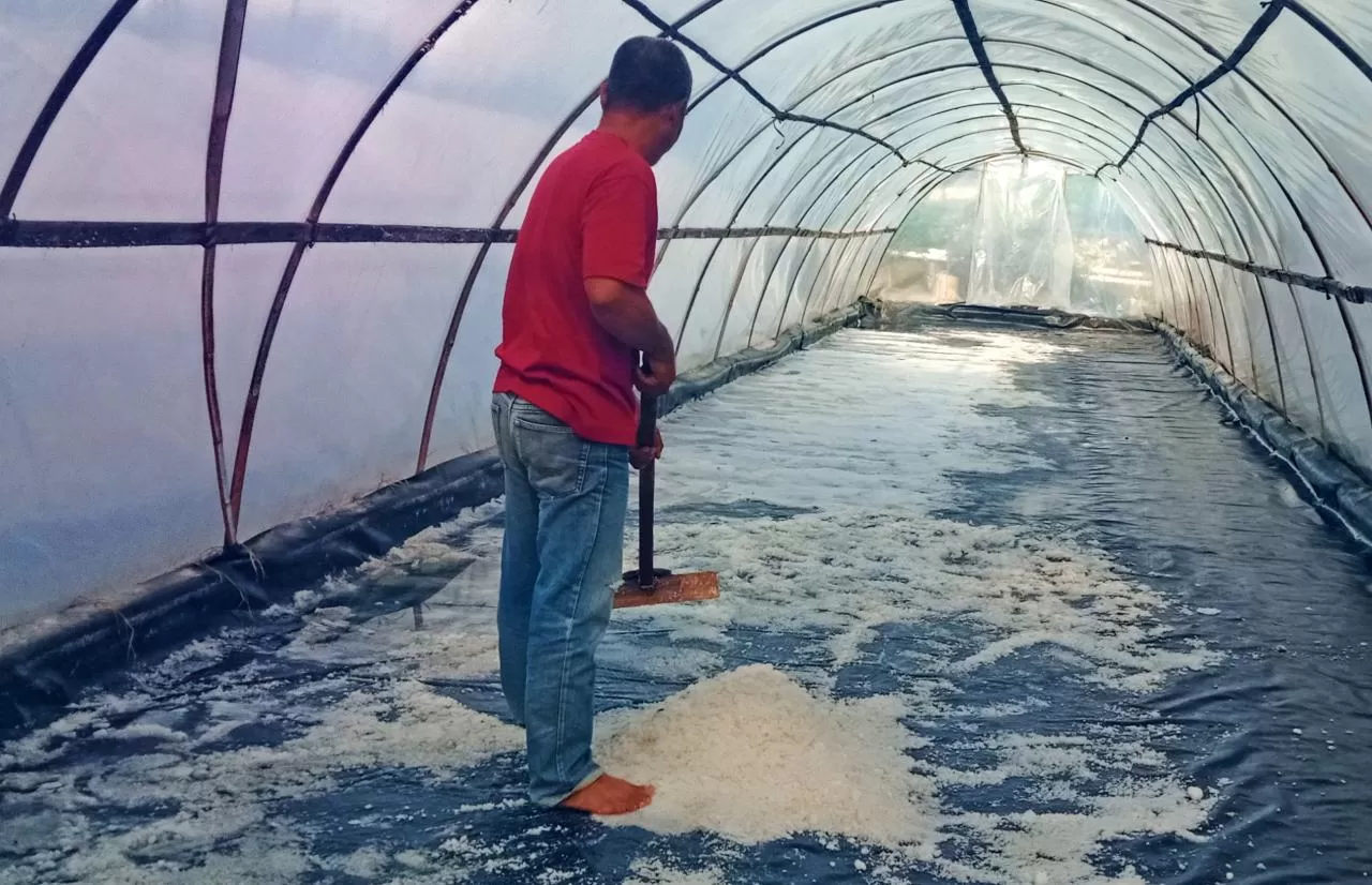   Purnama sedang mengumpulkan hasil produksi garamnya ( JUDIMAN)