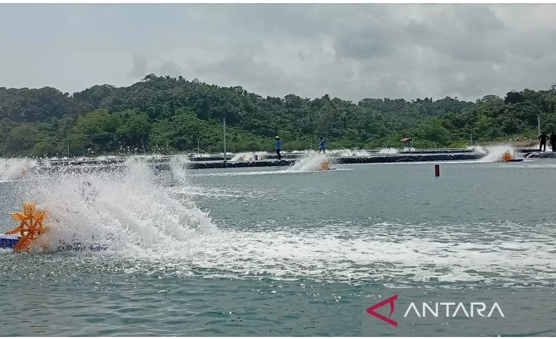 Tambak udang vaname di kawasan Pantai Pasir Putih, Pulau Nusakambangan, Kabupaten Cilacap, Jawa Tengah, Rabu (5/11/2025).    (ANTARA/Sumarwoto)
