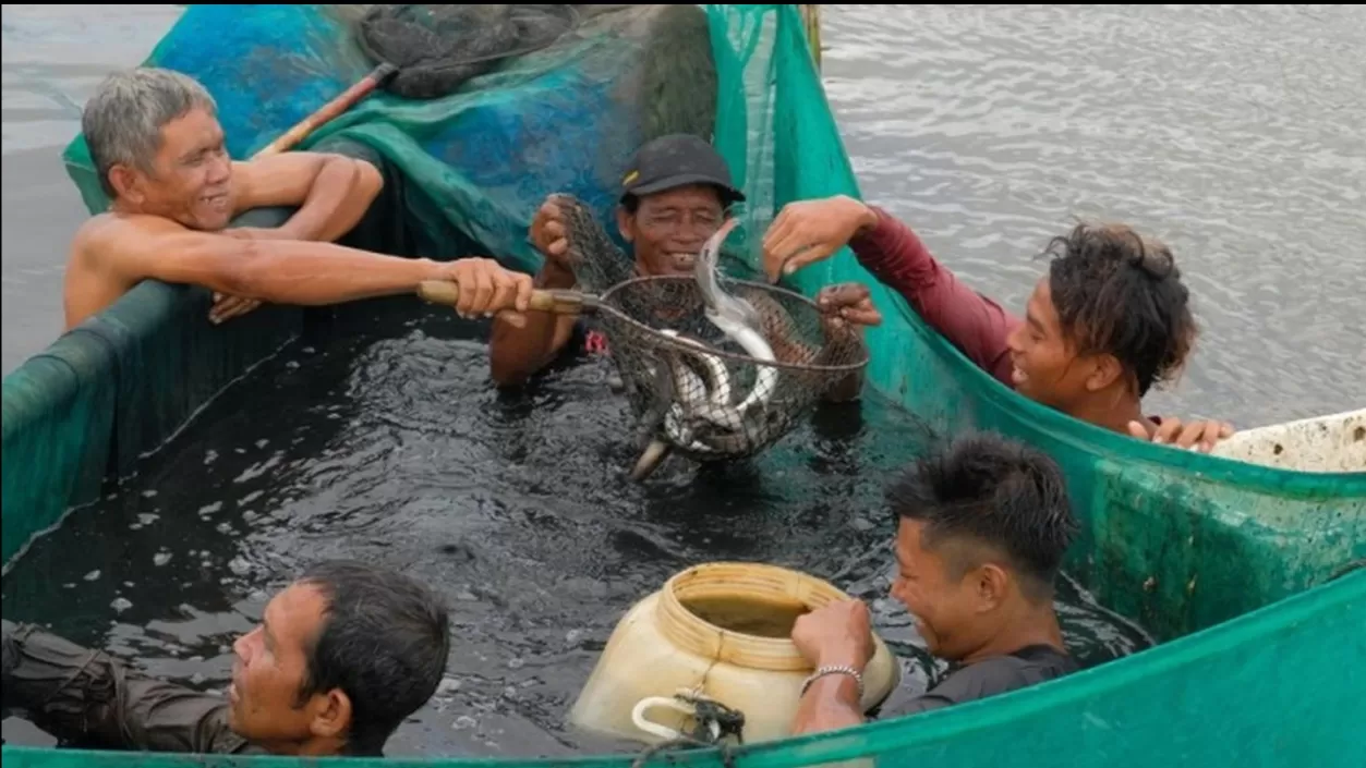   Panen sidat oleh anggota Koperasi Mina Sidat Bersatu dampingan Proyek IFish di Cilacap, Jawa Tengah.  ((FAO Indonesia / Yohanes Jaya))