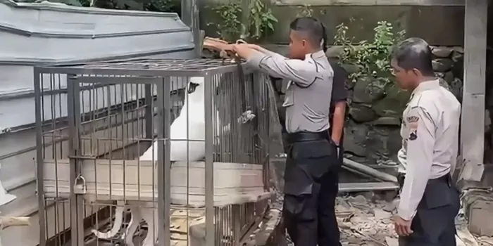 Pamapta Polres Sukoharjo lakukan evakuasi anjing galak. (Dokumen Polres Sukoharjo)  