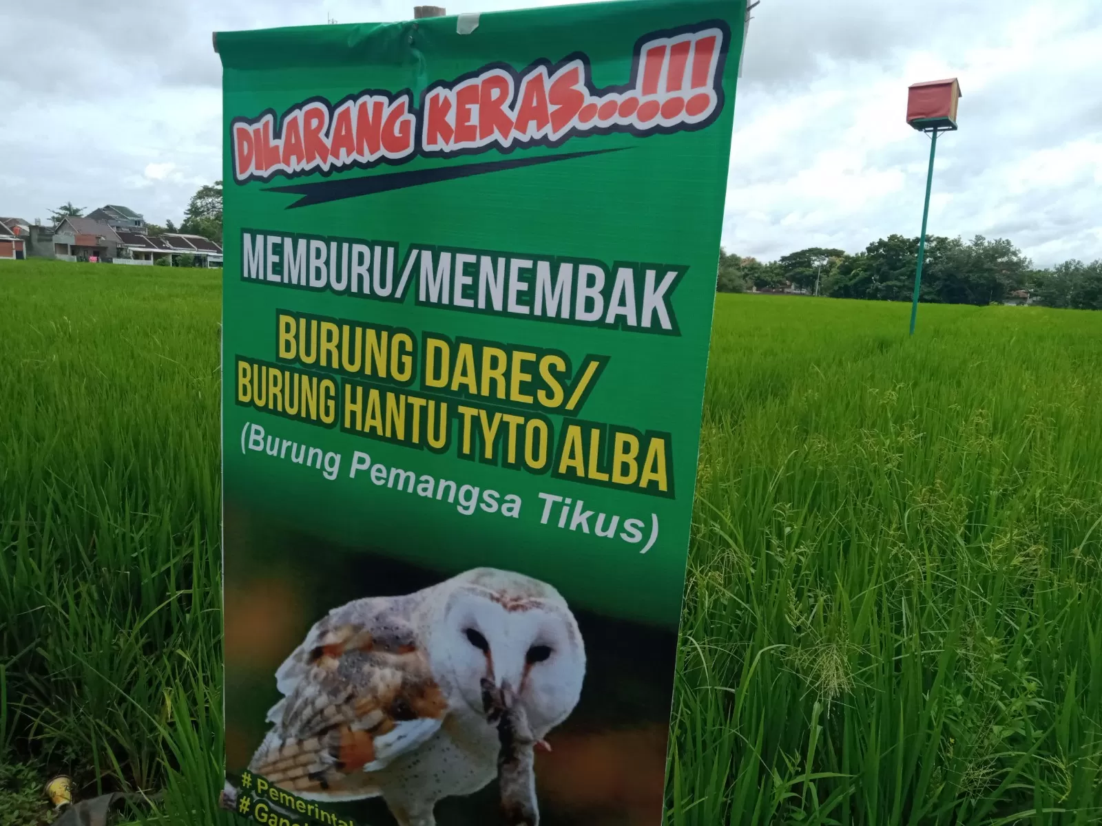 Burung hantu diandalkan membasmi hama tikus (foto:Abdul Alim)  
