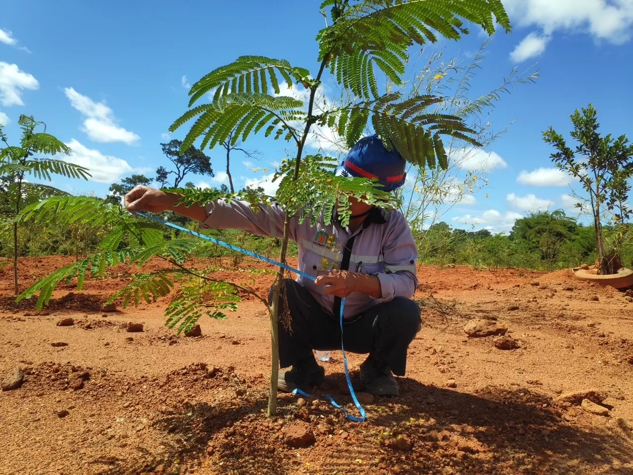 BioRehab yang bisa jadi opsi pemulihan pascatambang (Ist)