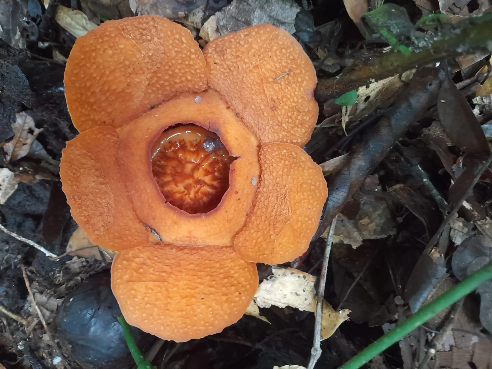 Mengenal Rafflesia harjatii: Bunga Endemik Baru Asal Kaltim yang ...