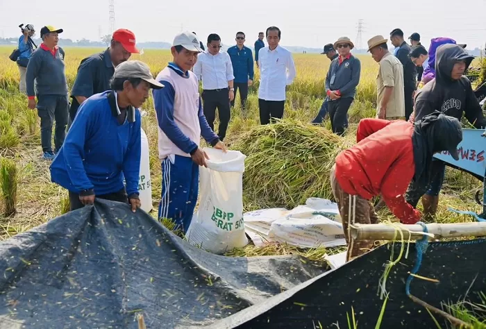 Presiden bersama Plt Mentan RI mengunjungi panen raya padi di Desa Ciasem Girang. (Foto: Instagram @jokowi)