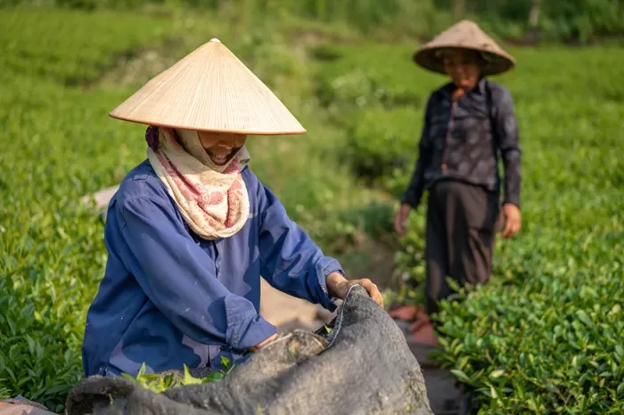 Ilustrasi petani Indonesia. (Foto: Freepik/wirestock)