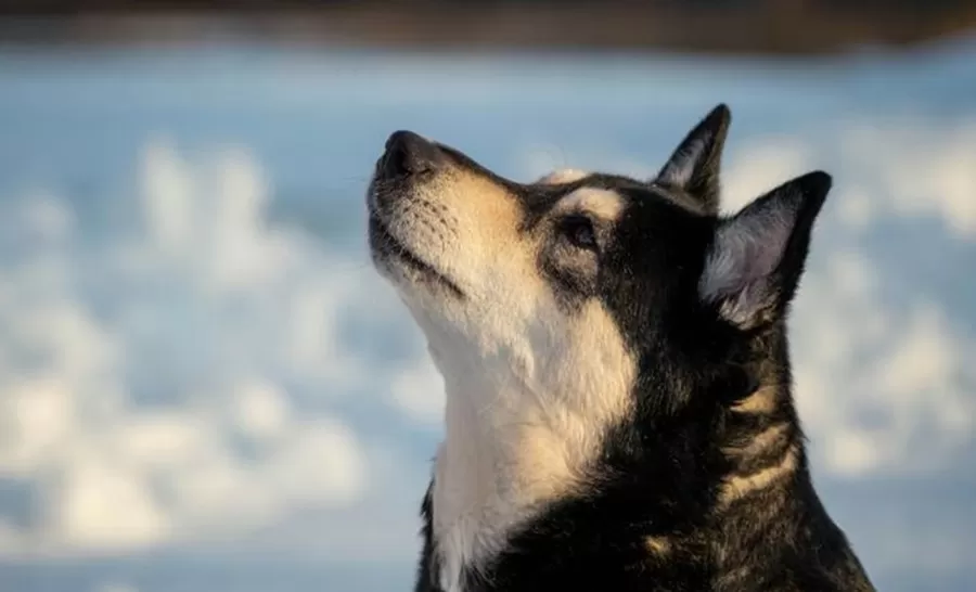 Ilustrasi anjing herder.  (Foto: Unsplash.com / Touko Aikioniemi)