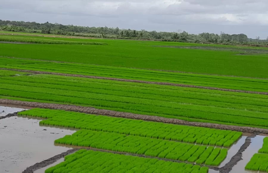 Potret Persawahan di Kabupaten Merauke, Papua Selatan.  (Foto: merauke.go.id)