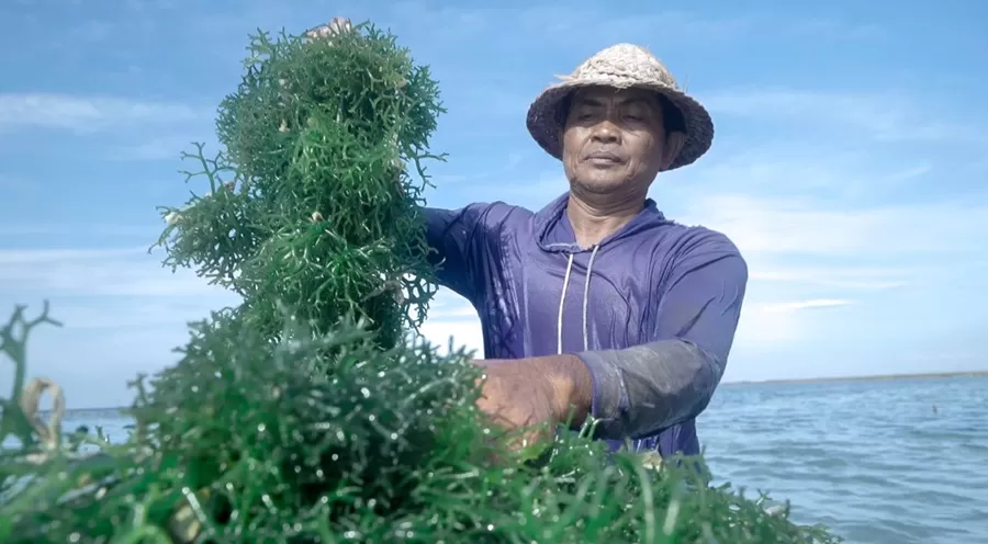 POTRET petani rumput laut Dusun Semaya, Desa Suana, Nusa Penida, Bali. (Foto: Dok. Istimewa)