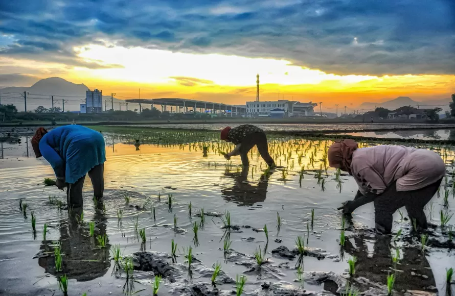 Potret petani sedang menananm padi. BRI berperan aktif mendukung ketahanan pangan Nasional. (Foto: Dok. BRI)