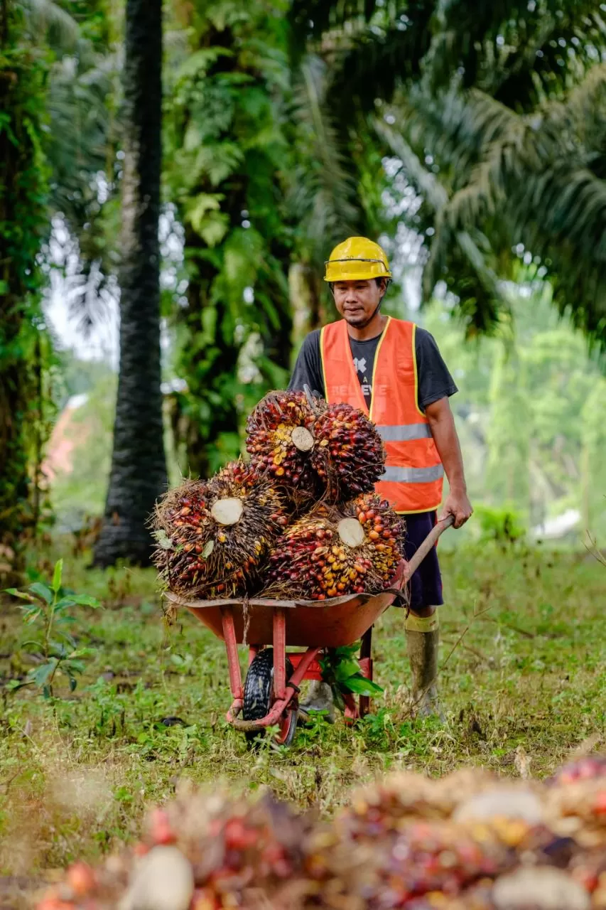 Ilustrasi pekerja perkebunan kelapa sawit PTPN VI (Metrojambi.com/PTPN VI)