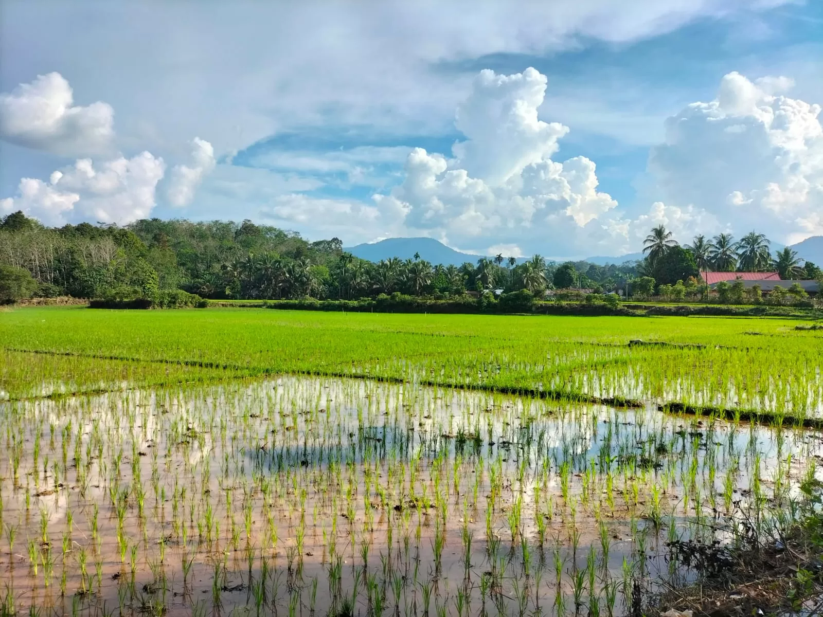 Salah satu persawahan masyarakat di Kecamatan Bathin III Ulu yang menjadi sumber beras lokal (Metrojambi.com)