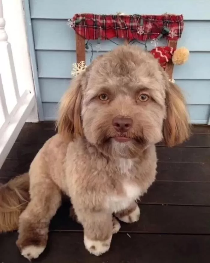 Anjing yang mirip wajah manusia