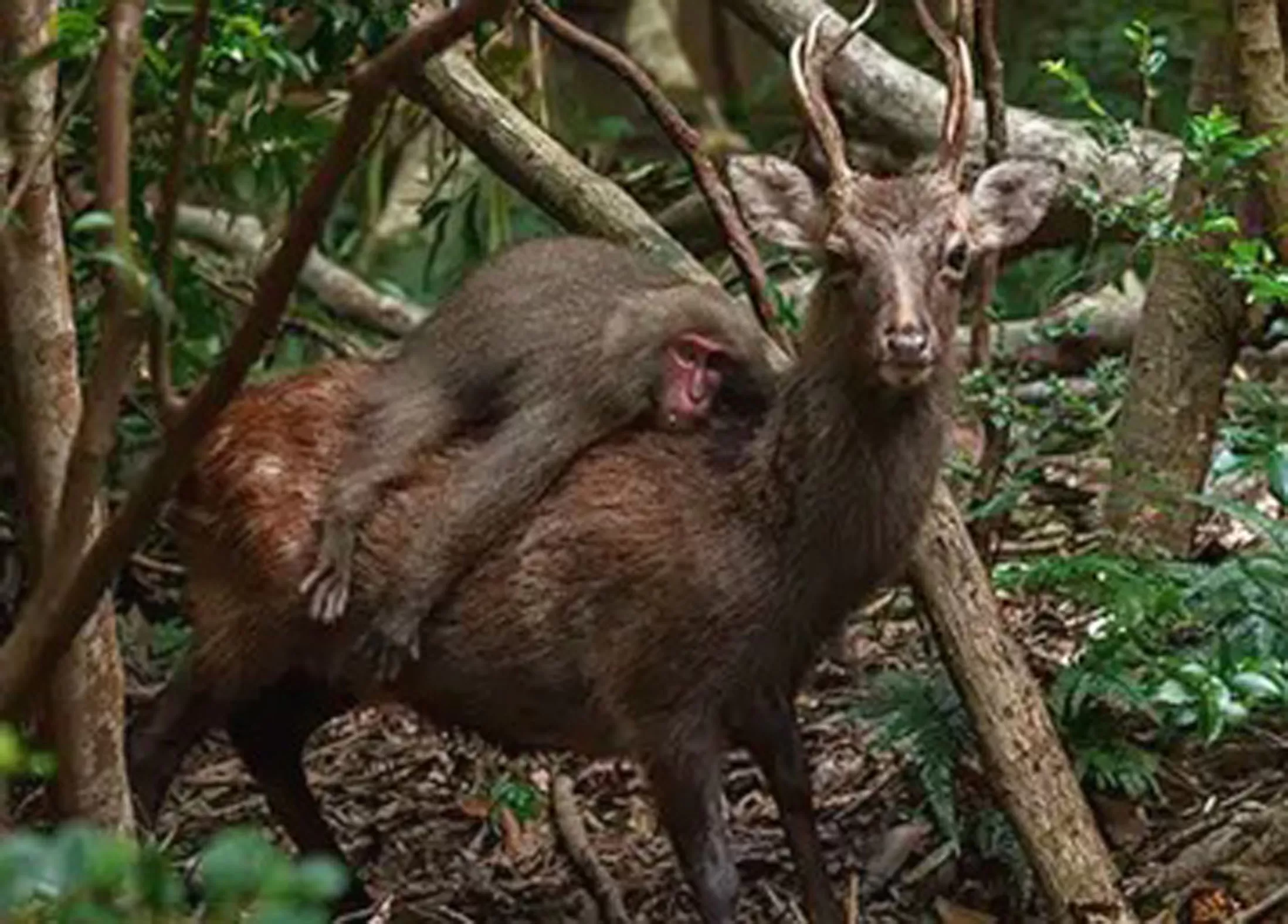 Momen unik saat kera menunggangi rusa dalam sebuah foto (Foto: Science Alert/Atsuyuki Ohshima