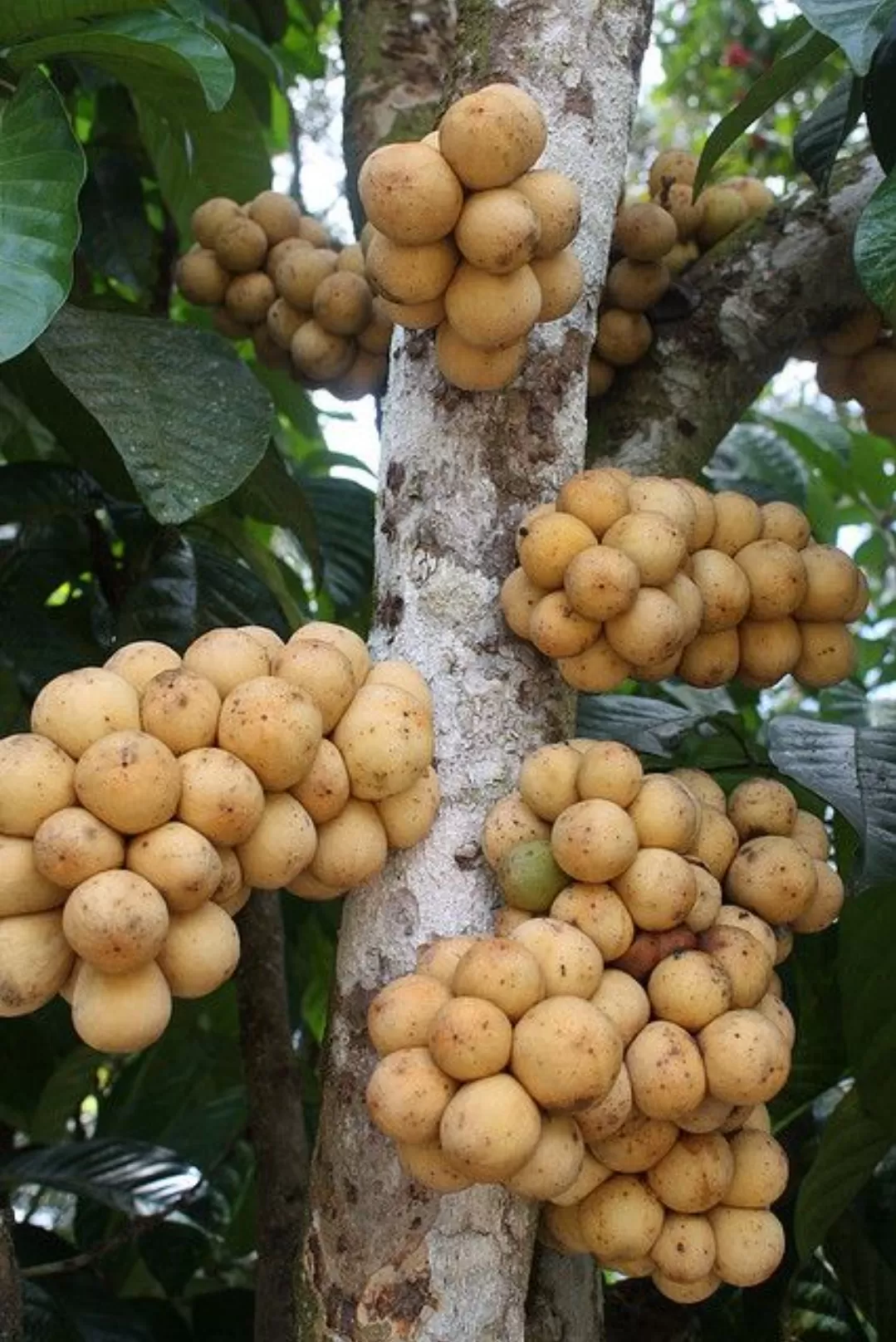 Produksi buah duku di provinsi Jambi menunjukkan trend penurunan. (Foto : Agrotani.com)