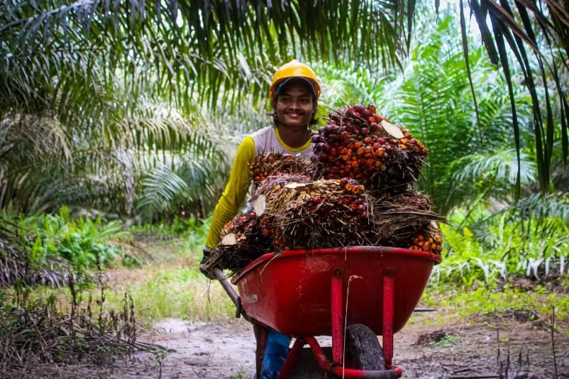 Harga Sawit Di Jambi Sepekan Ke Depan Naik Tipis, Ini Rincian Harganya ...