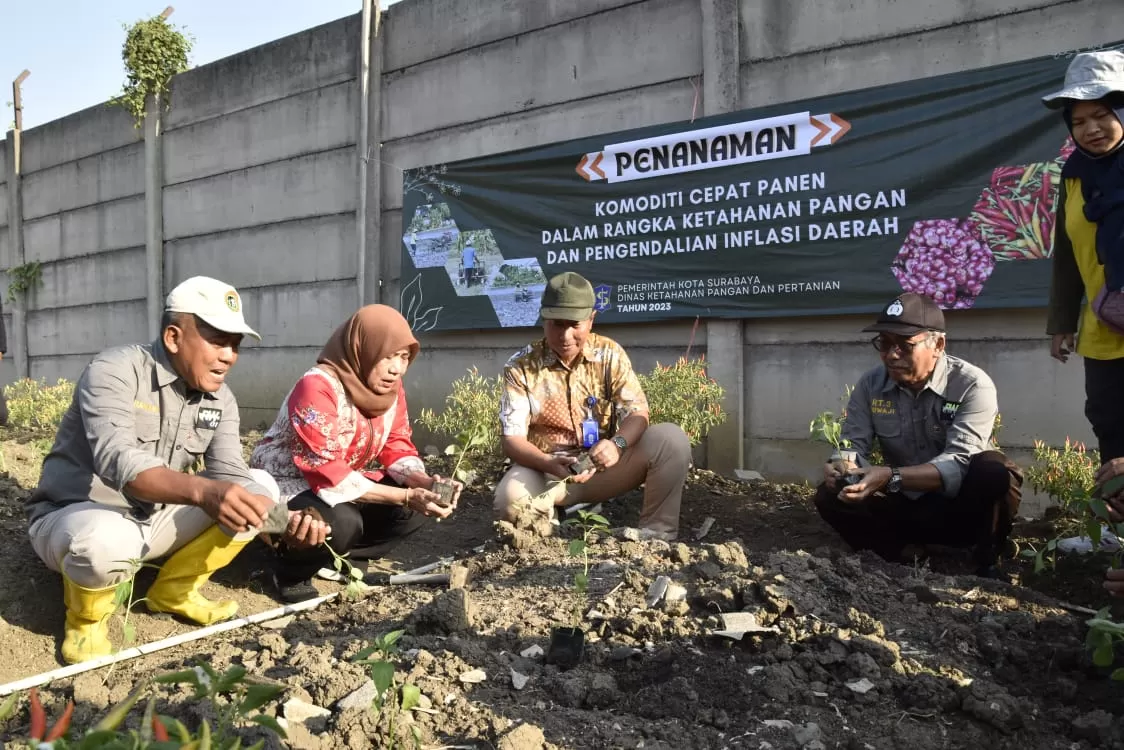 Harga Cabai Mencapai Rp70 Ribu per Kilogram, Pemkot Surabaya Inisiasi Program Ini (Pemkot Surabaya)