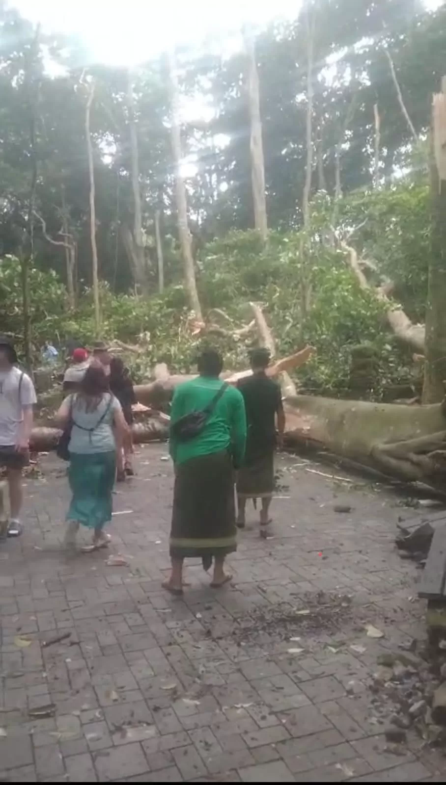 Pohon Tumbang Di Monkey Forest Ubud Ini Identitas Dua Turis Meninggal