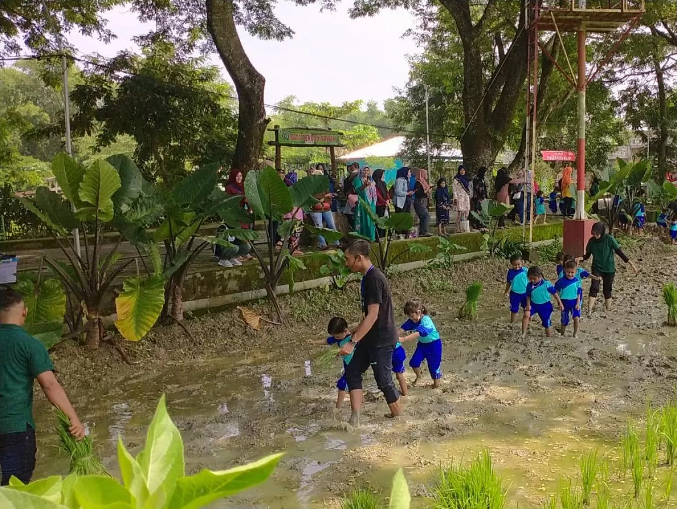 Wisata Edukasi Pejambon Di Bojonegoro, Ada Tanam Padi Hingga Outbond ...