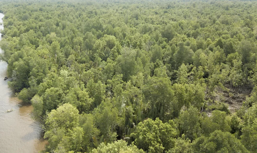 Kondisi hutan mangrove di desa Batu Ampar yang tegakan mulai berkurang akibat aktivitas penebangan pohon bakau untuk dijadikan arang. (Haryadi)