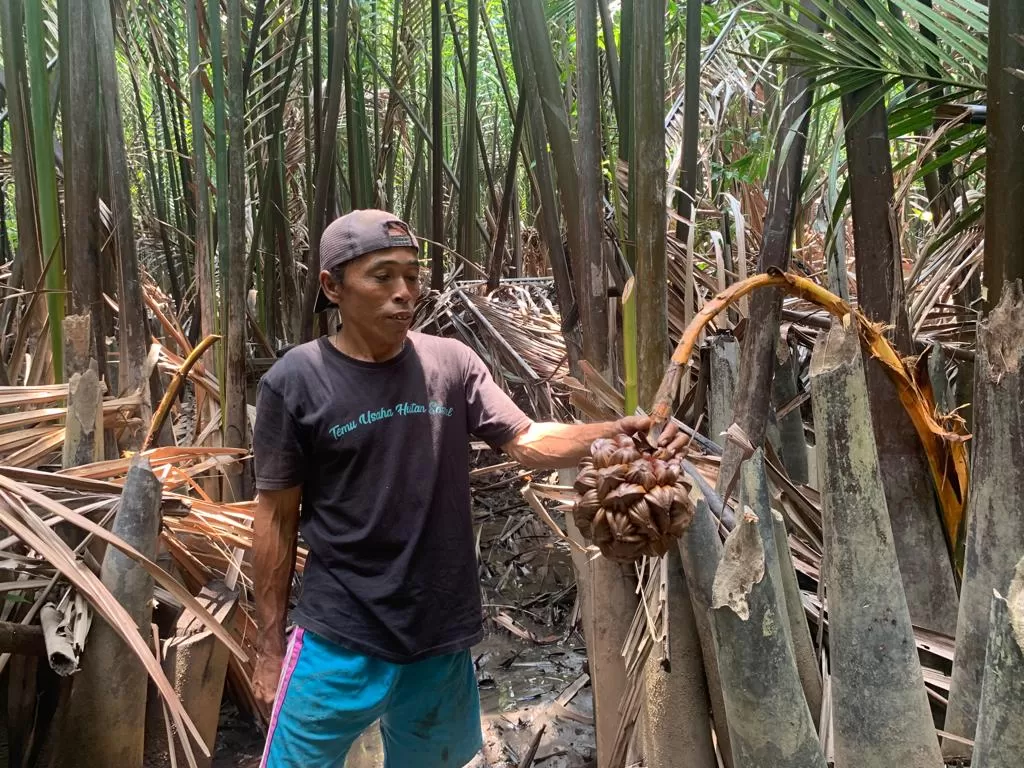 Si Manis Gula Nipah Untuk Keberlanjutan Ekosistem Mangrove - Pontianak Post