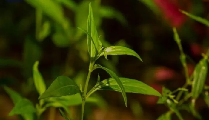 Gambar sambiloto  (Freepik/jakasuryanta)