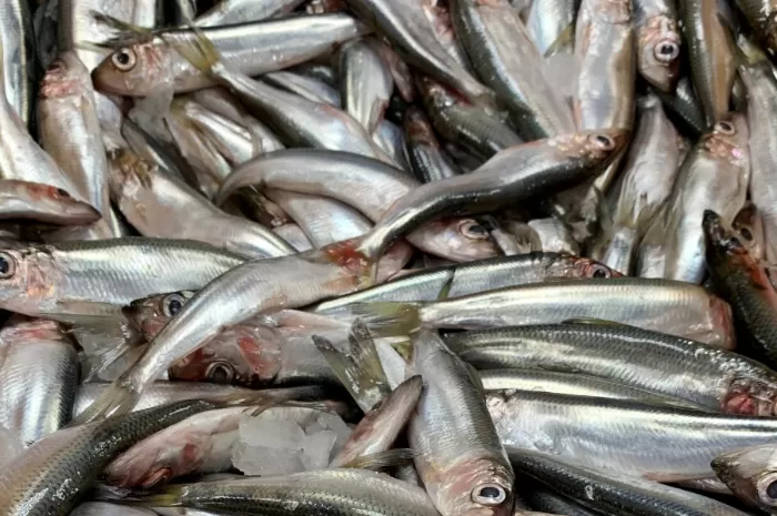 gambar teri basah (pexels/alexpelsh)