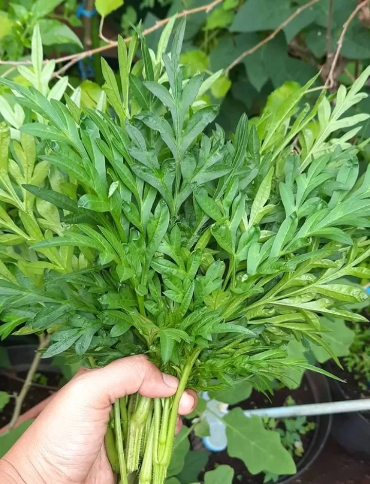 Ilustrasi daun kenikir (Instagram.com/sitapujianto)