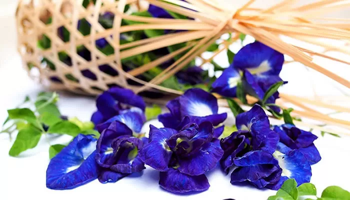 Ilustrasi bunga telang (unsplash)