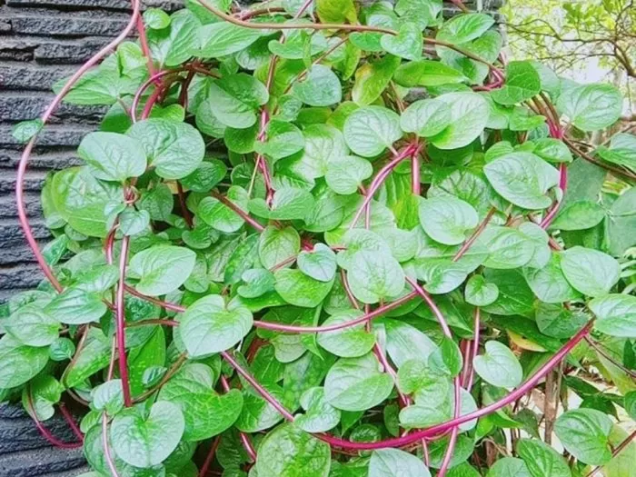 Daun Binahong dan Sejuta Manfaatnya (masjidalakbar.or.id)