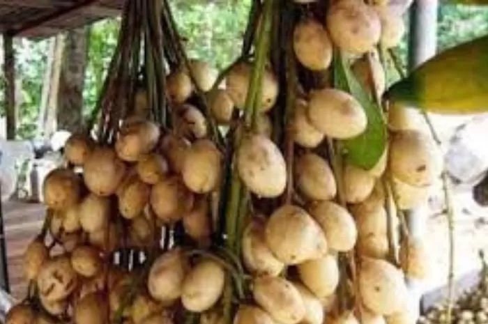 manfaat buah rambai (https://kliksamarinda.com/buah-rambai/)