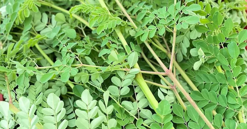 Kelor dengan sejuta manfaatnya (instagram.com/nur_mutiaah_rafeelah)