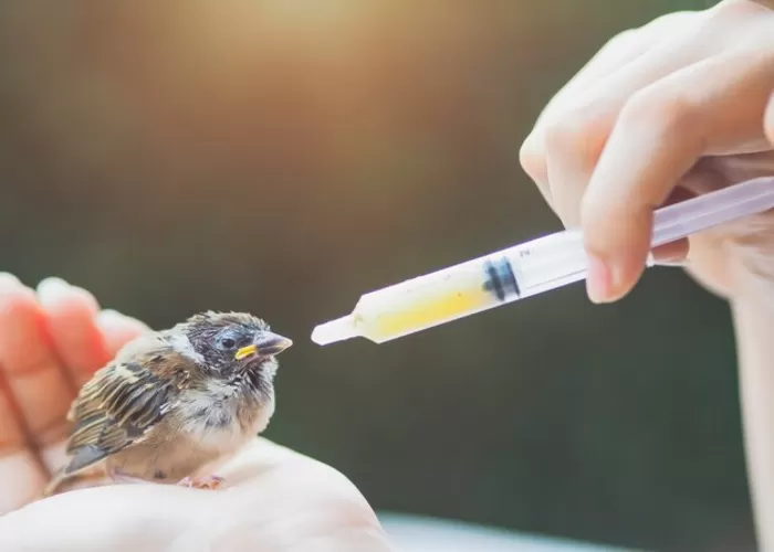 Australia dan Selandia Baru bentuk satuan tugas untuk bersiap hadapi flu burung ganas