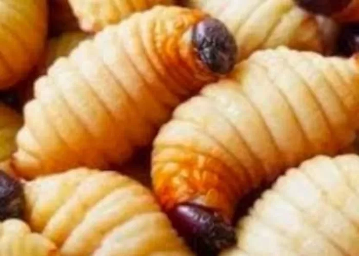 Ulat sagu dan belalang jadi alternatif menu makanan bergizi gratis