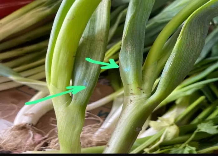 Benarkah daun bawang bertanda biru berbahaya bagi kesehatan?