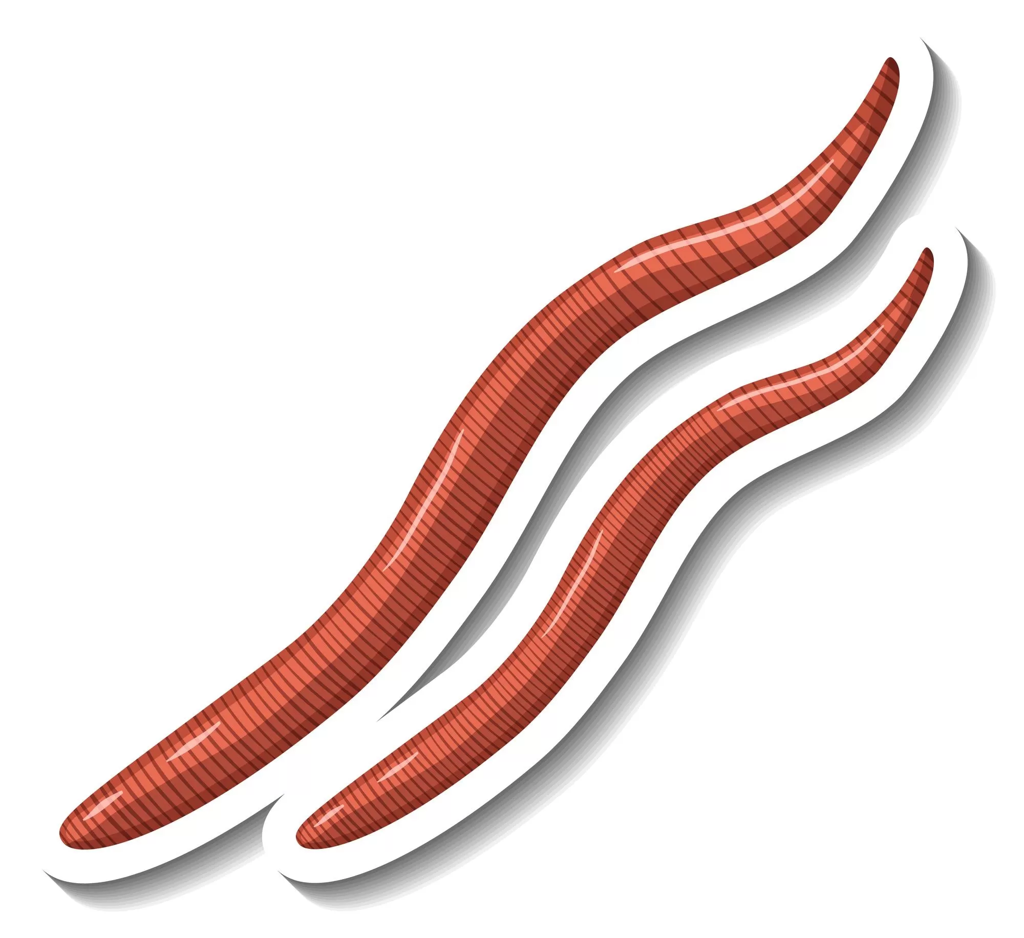 Ilustrasi Cacing Kremi (Freepik.com/brgfx)