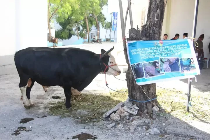 Sapi Timor Bantuan Sapi Kurban dari Prabowo untuk Kampus UMK Diberi Nama ‘Siloam ...