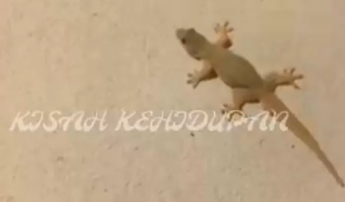 Hati hati dengan Cicak  (Youtube @kisah nyata)
