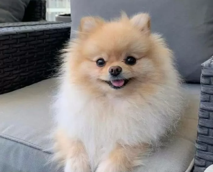 Ilustrasi Anjing salah satu hewan yang dalam Islam dilarang untuk dipelihara (Tangkap layar Pinterest)