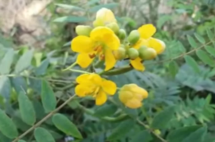 Daun dan Buah Senna untuk cuci usus di masa Rasulullah SAW (Tangkapan layar video youtube @KangKombor)