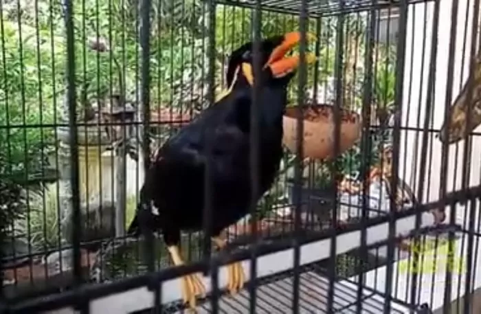 Burung beo, salah satu hewan yang bisa menirukan suara manusia (Tangkap layar Youtube Kicau Monster)