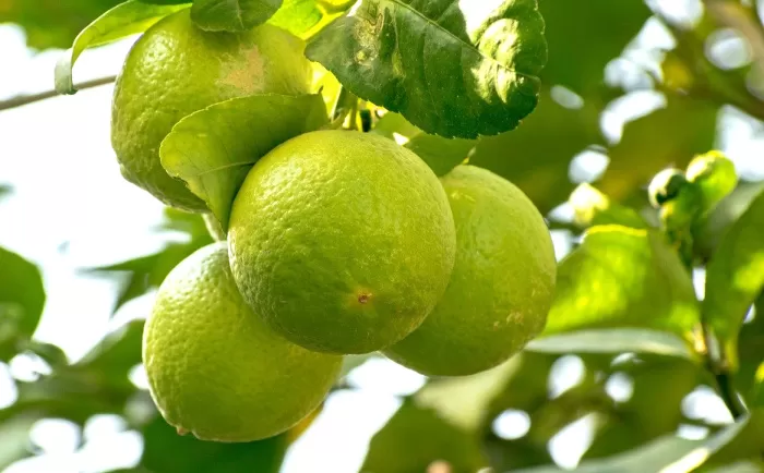 Jeruk nipis banyak manfaatnya untuk kesehatan rambut (Pixbay)
